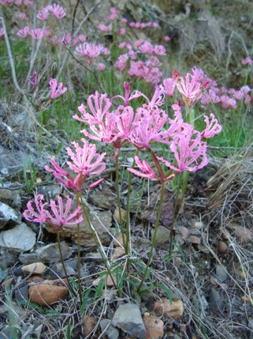 Nerine humilis naked scapes, no leaves